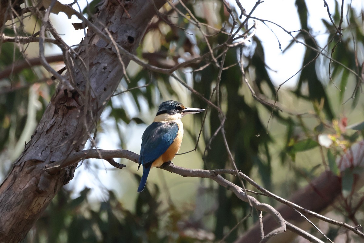Sacred Kingfisher - ML642268615