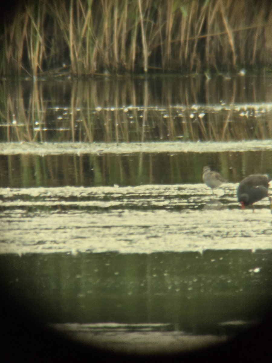 Wood Sandpiper - ML642268618