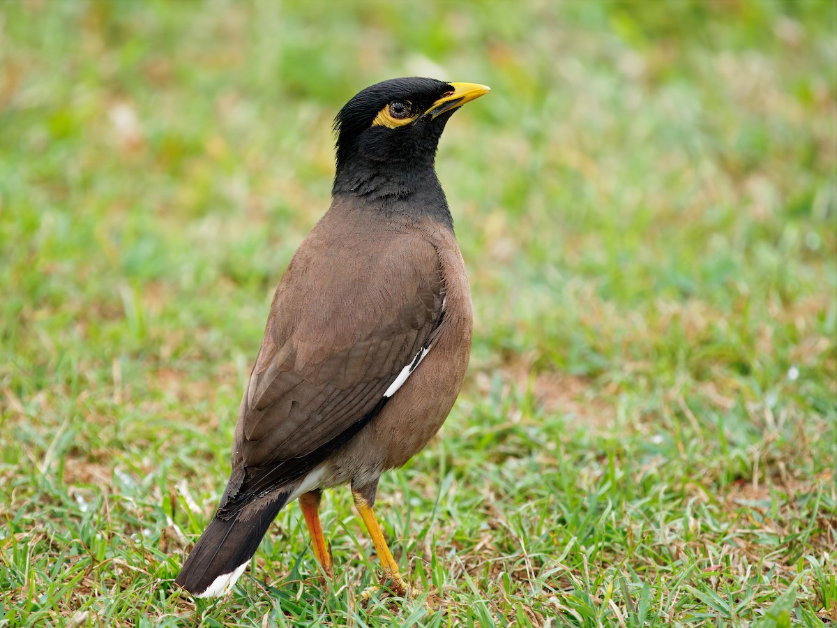 Common Myna - ML642268633