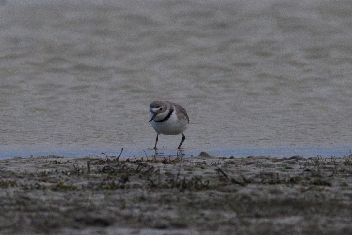 Wrybill - ML642268666