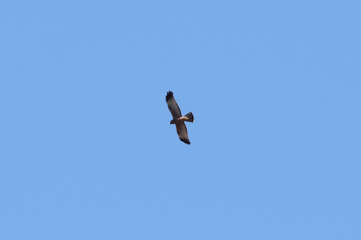 Spotted Harrier - ML642268672