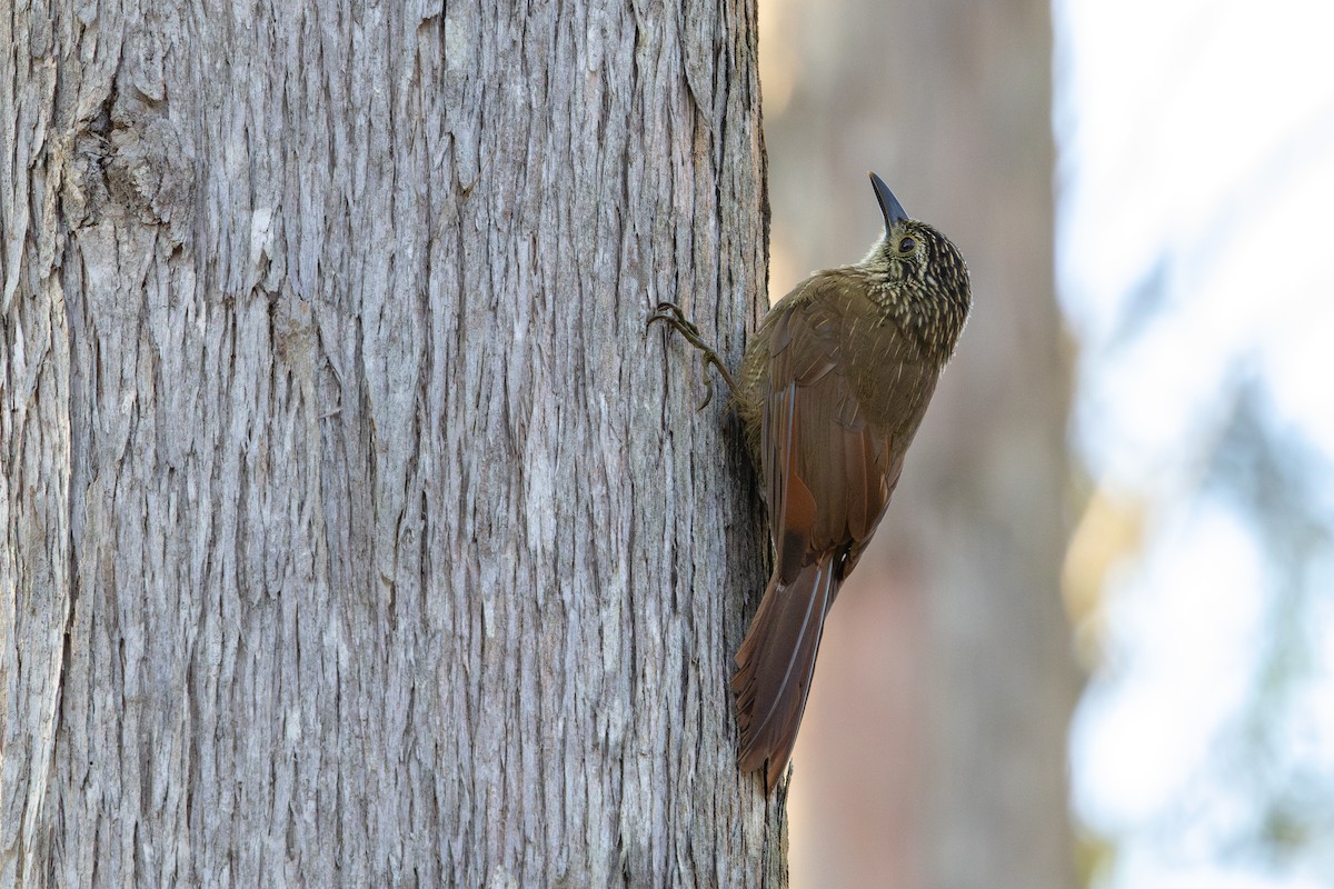 Planalto Woodcreeper - ML642268674