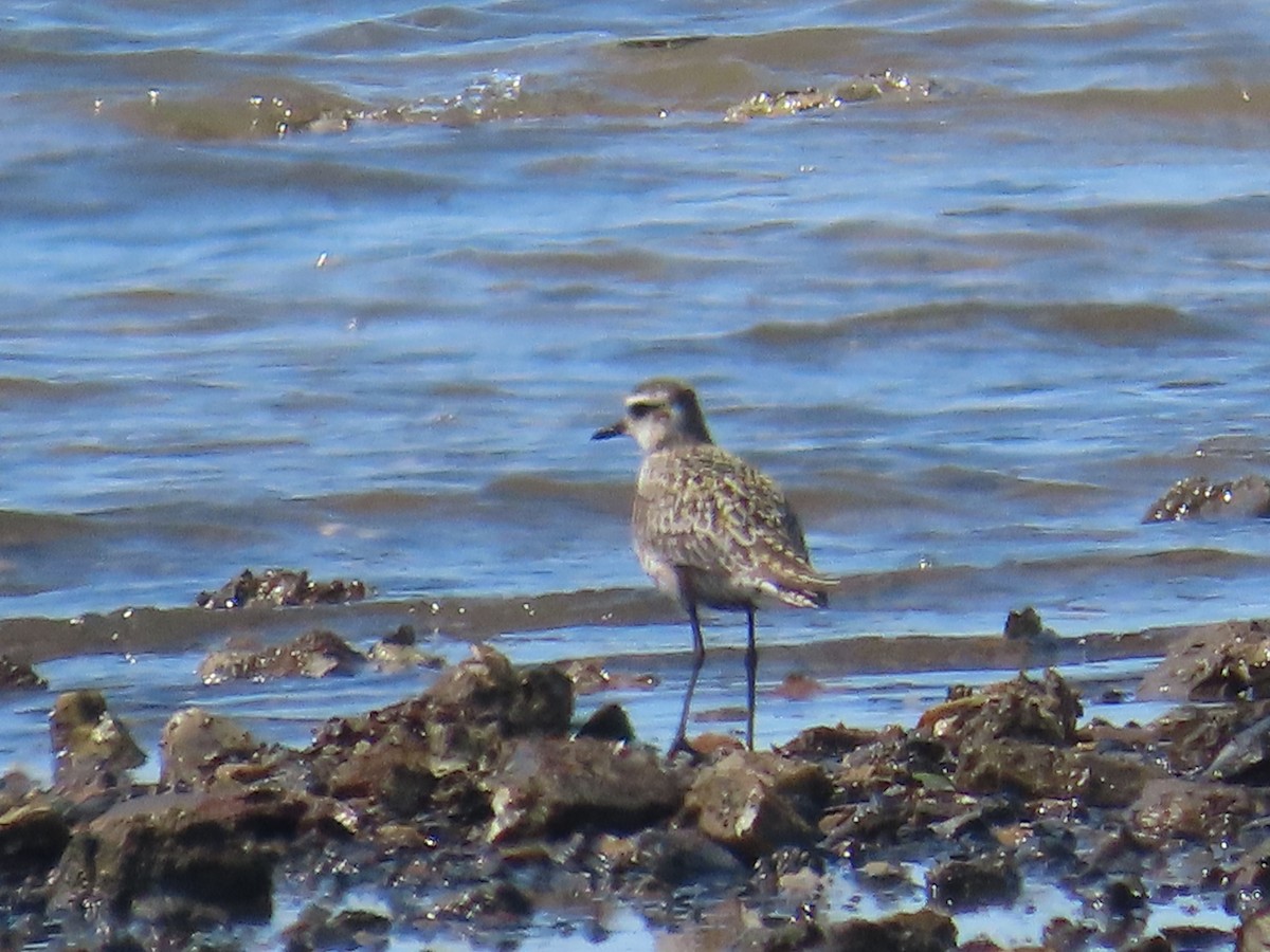 Pacific Golden-Plover - ML642268675