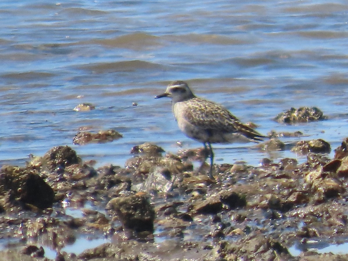 Pacific Golden-Plover - ML642268684