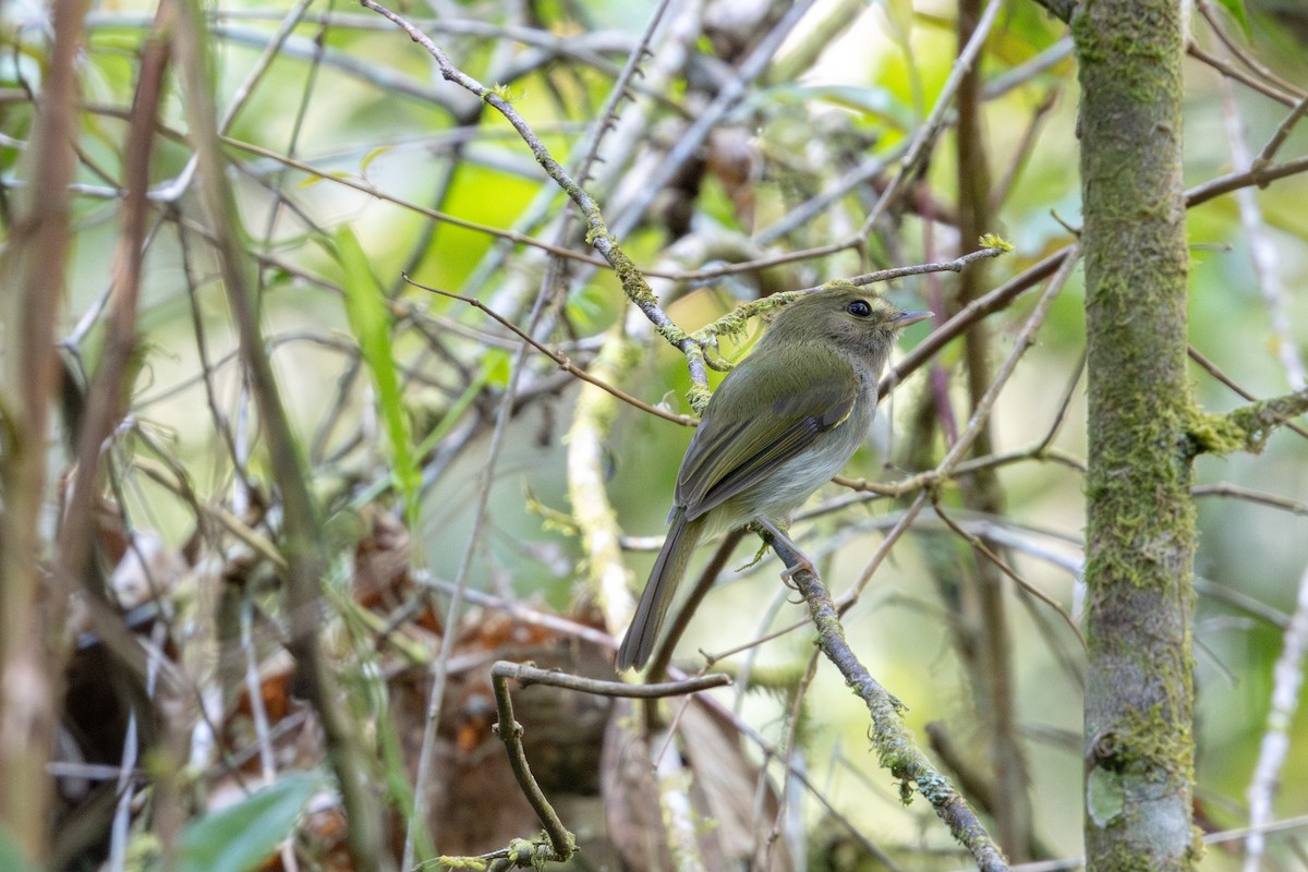 Drab-breasted Pygmy-Tyrant - ML642268686
