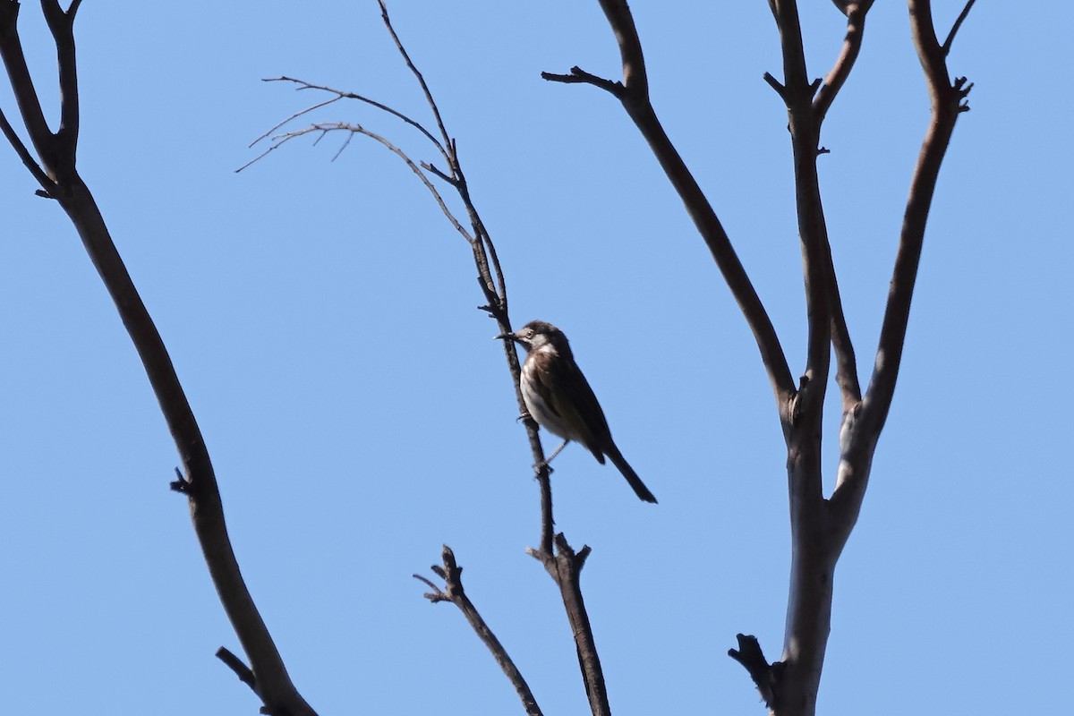 White-fronted Honeyeater - ML642268687