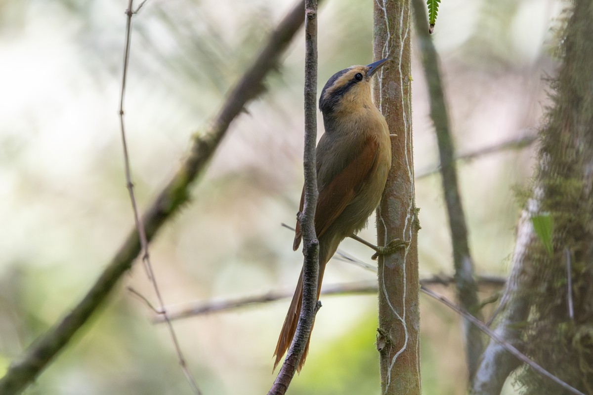Buff-fronted Foliage-gleaner - ML642268690
