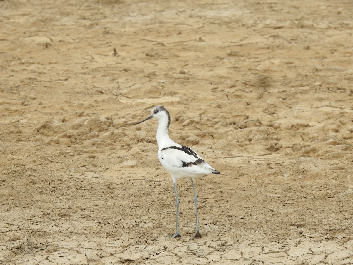 סייפן - ML642268703
