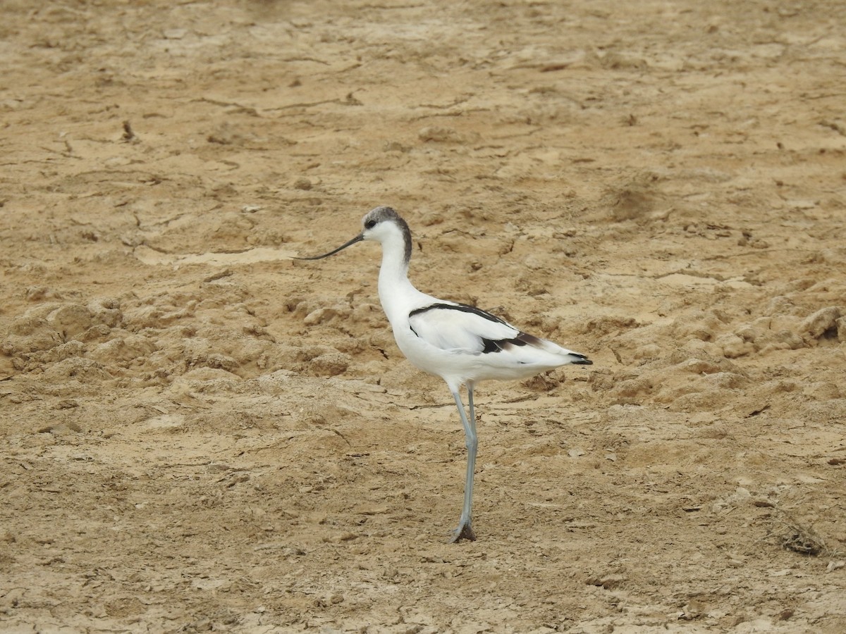 סייפן - ML642268704