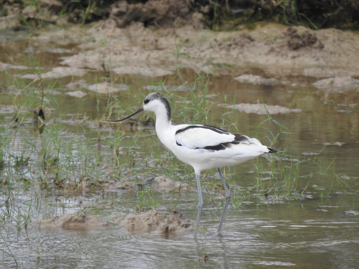 סייפן - ML642268705