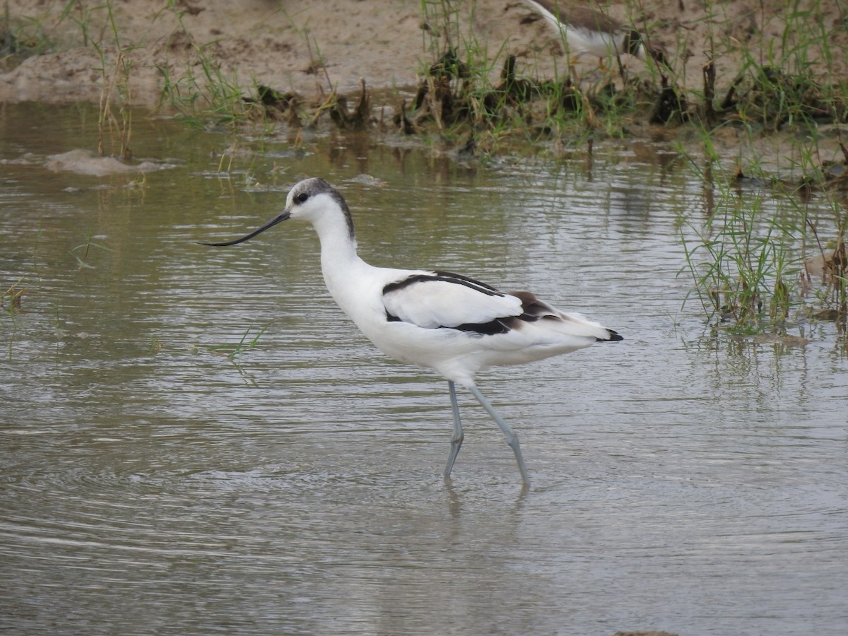 סייפן - ML642268706