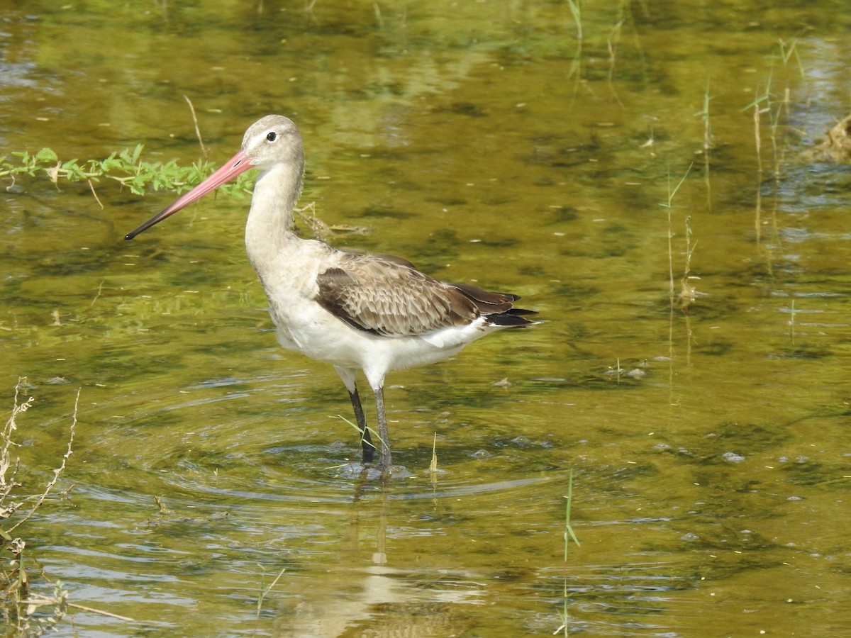 לימוזה מצויה - ML642268718