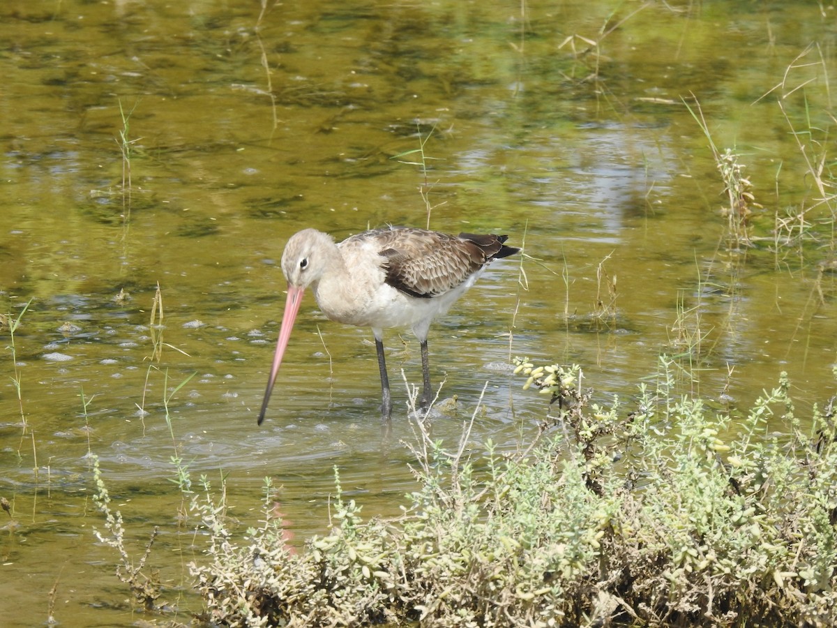 לימוזה מצויה - ML642268719