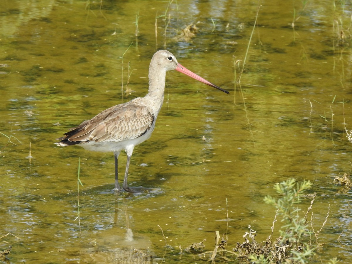 לימוזה מצויה - ML642268720