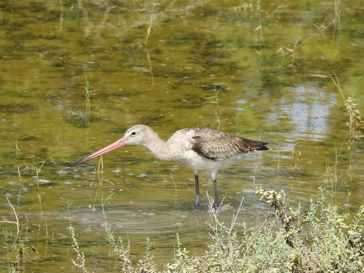 לימוזה מצויה - ML642268721