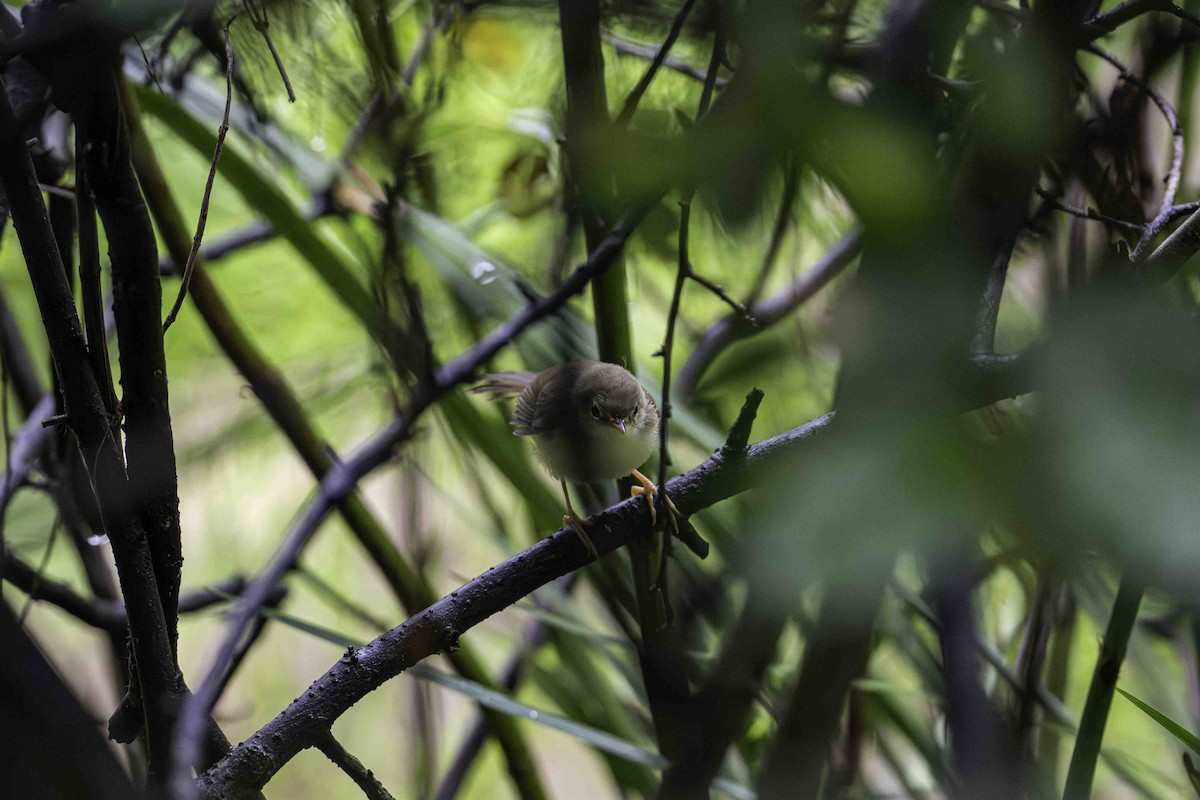 Yellow-bellied Prinia - ML642268726