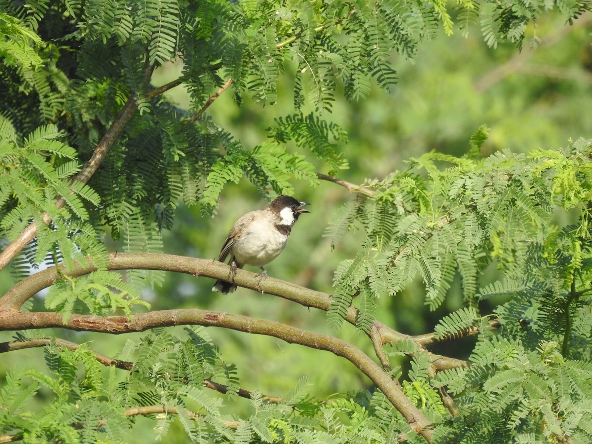 בולבול לבן-לחיים - ML642268729