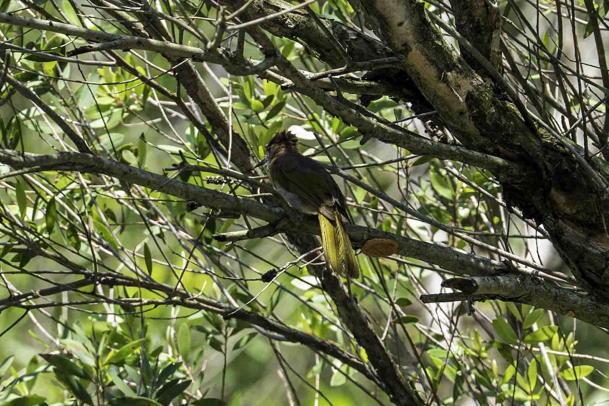 Mountain Bulbul - ML642268730