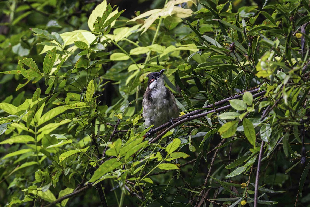 Red-whiskered Bulbul - ML642268734