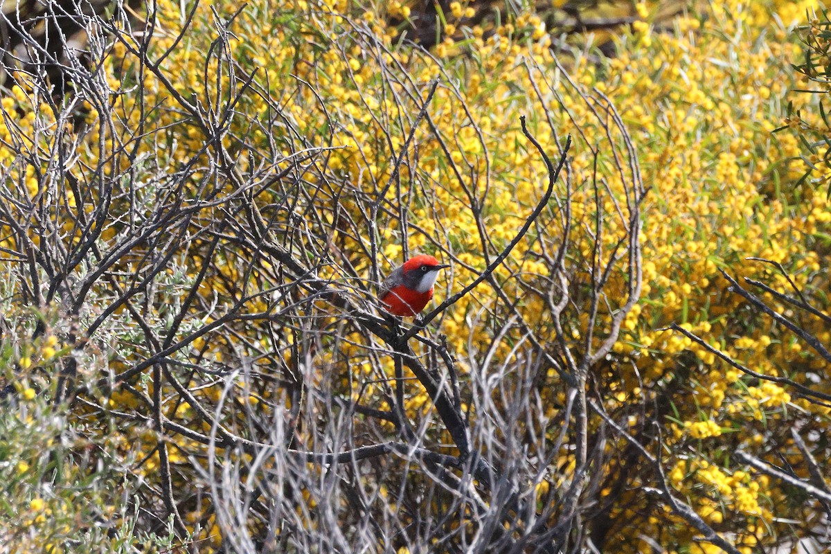 Crimson Chat - ML642268735