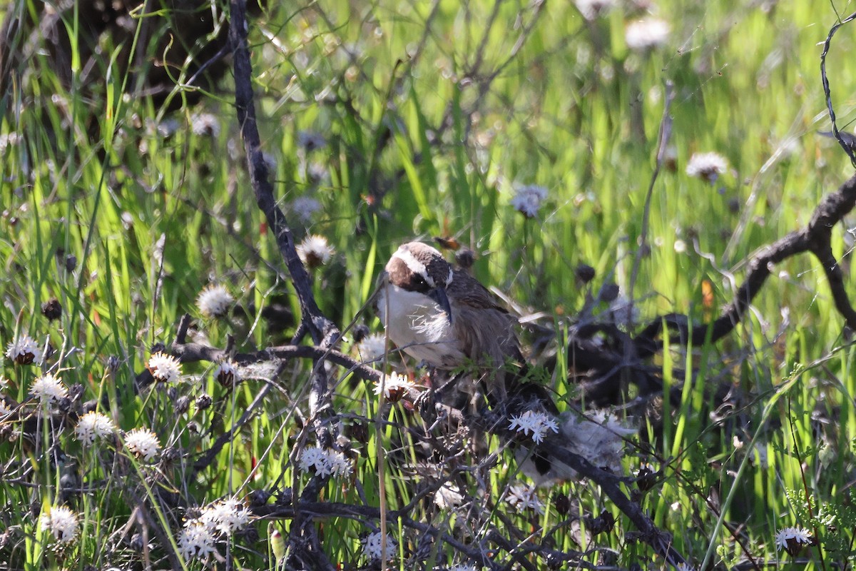 White-browed Babbler - ML642268740