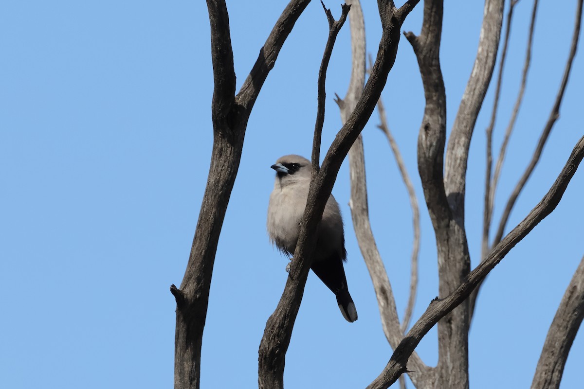 Black-faced Woodswallow - ML642268744