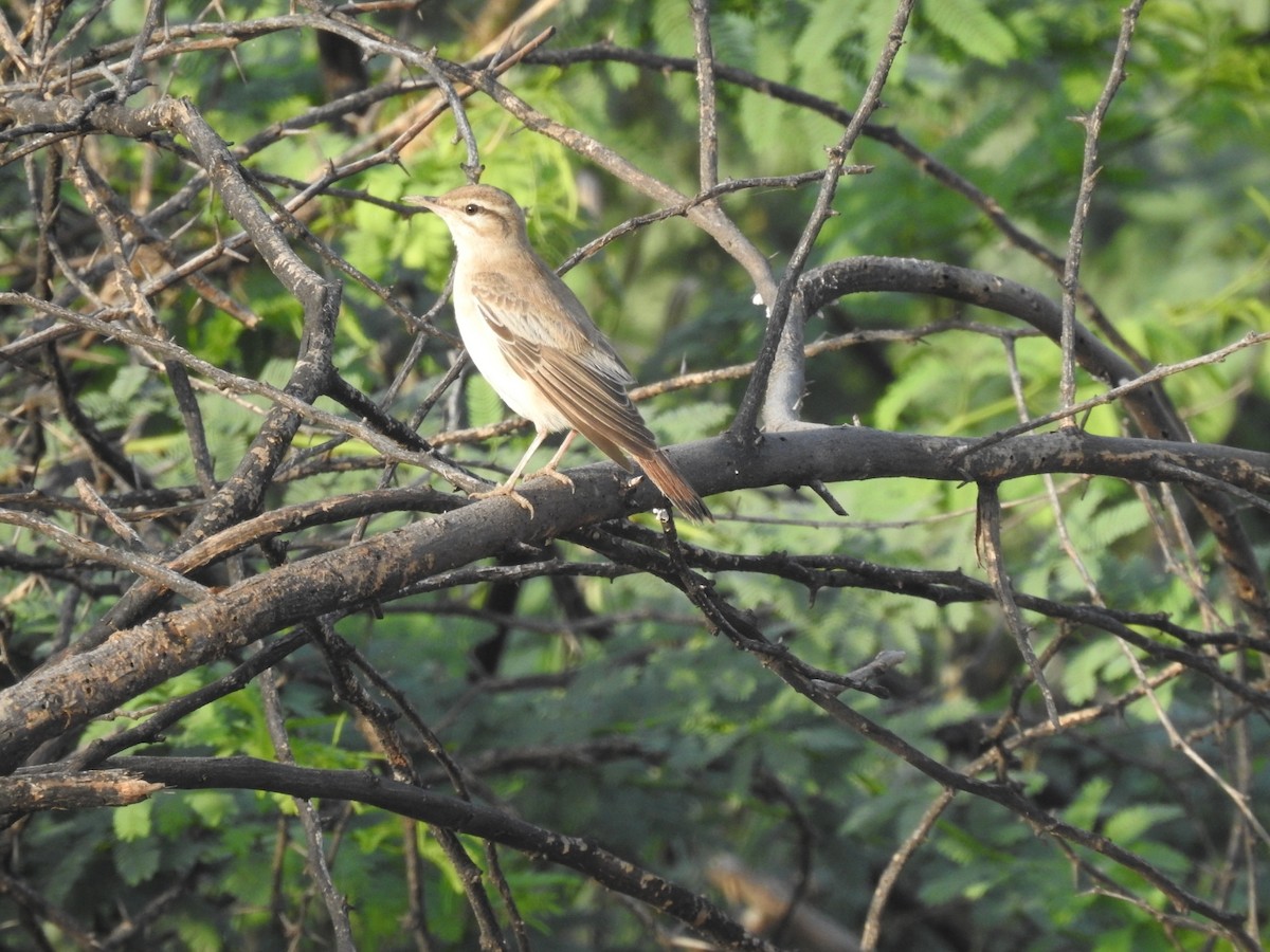 חמריה חלודת-זנב - ML642268755