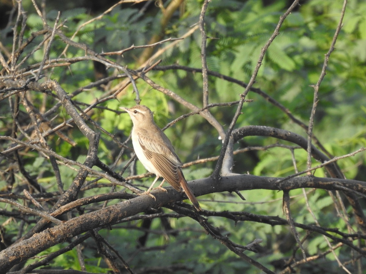 חמריה חלודת-זנב - ML642268756