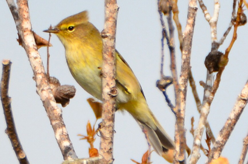 Icterine Warbler - ML642268757