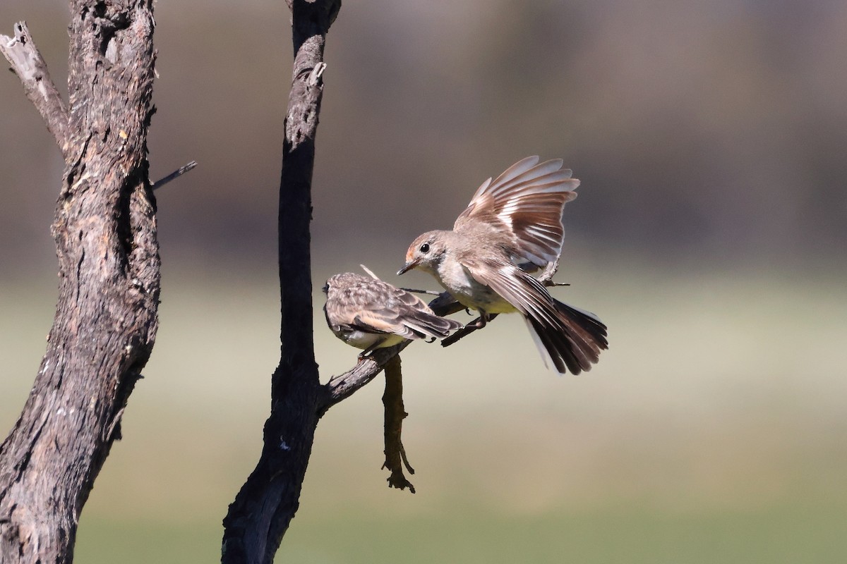 Red-capped Robin - ML642268758