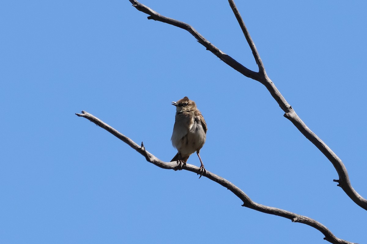 Rufous Songlark - ML642268762