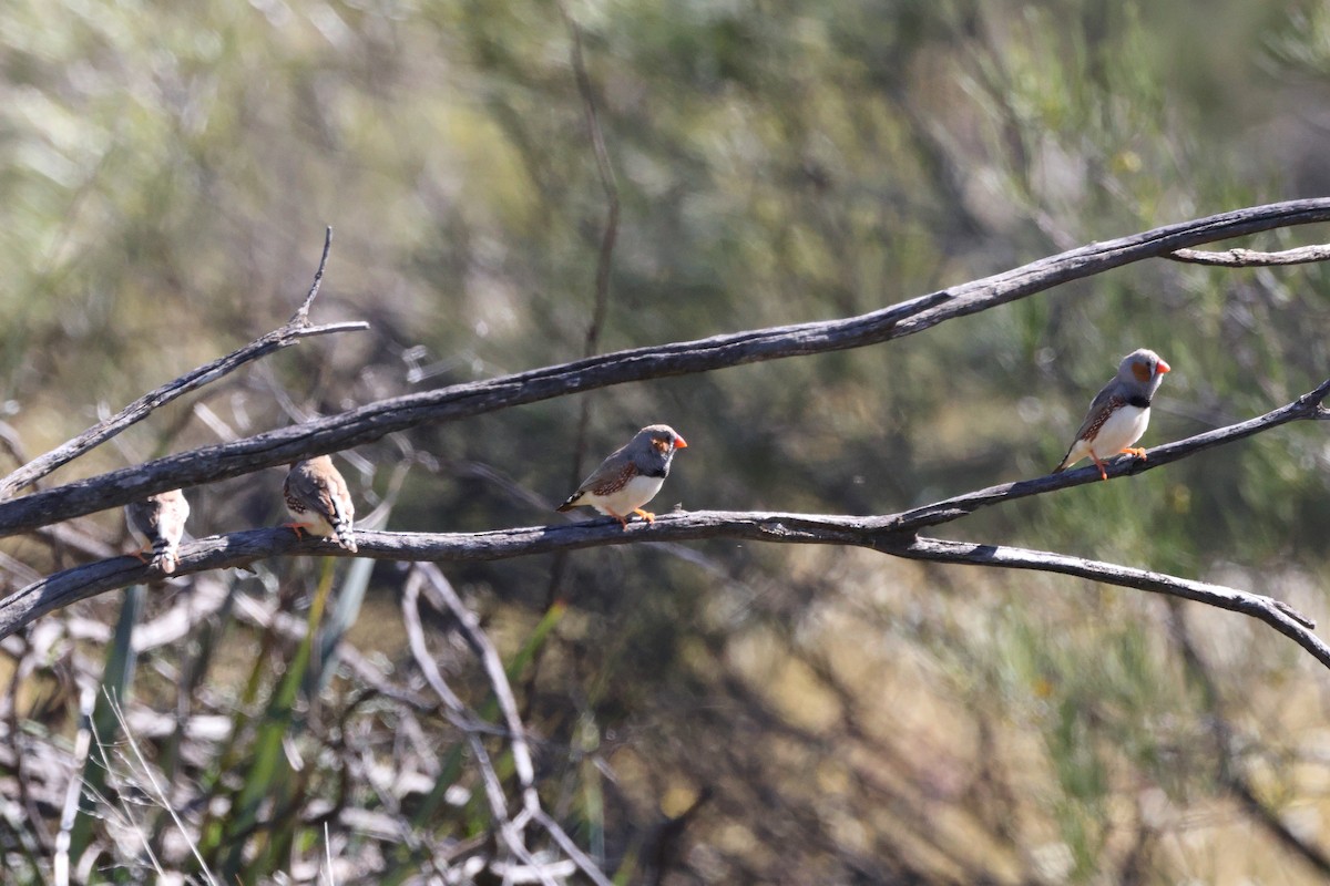 Zebra Finch - ML642268767