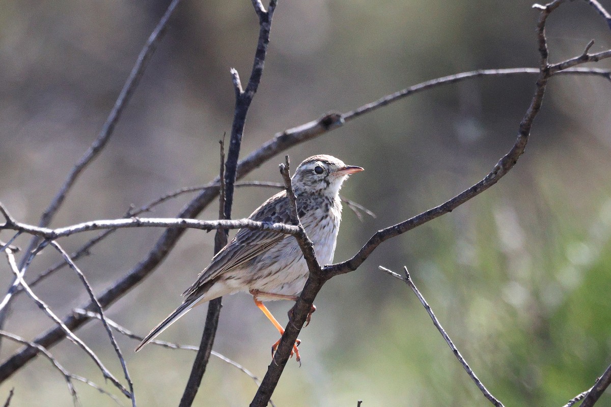 Australian Pipit - ML642268769