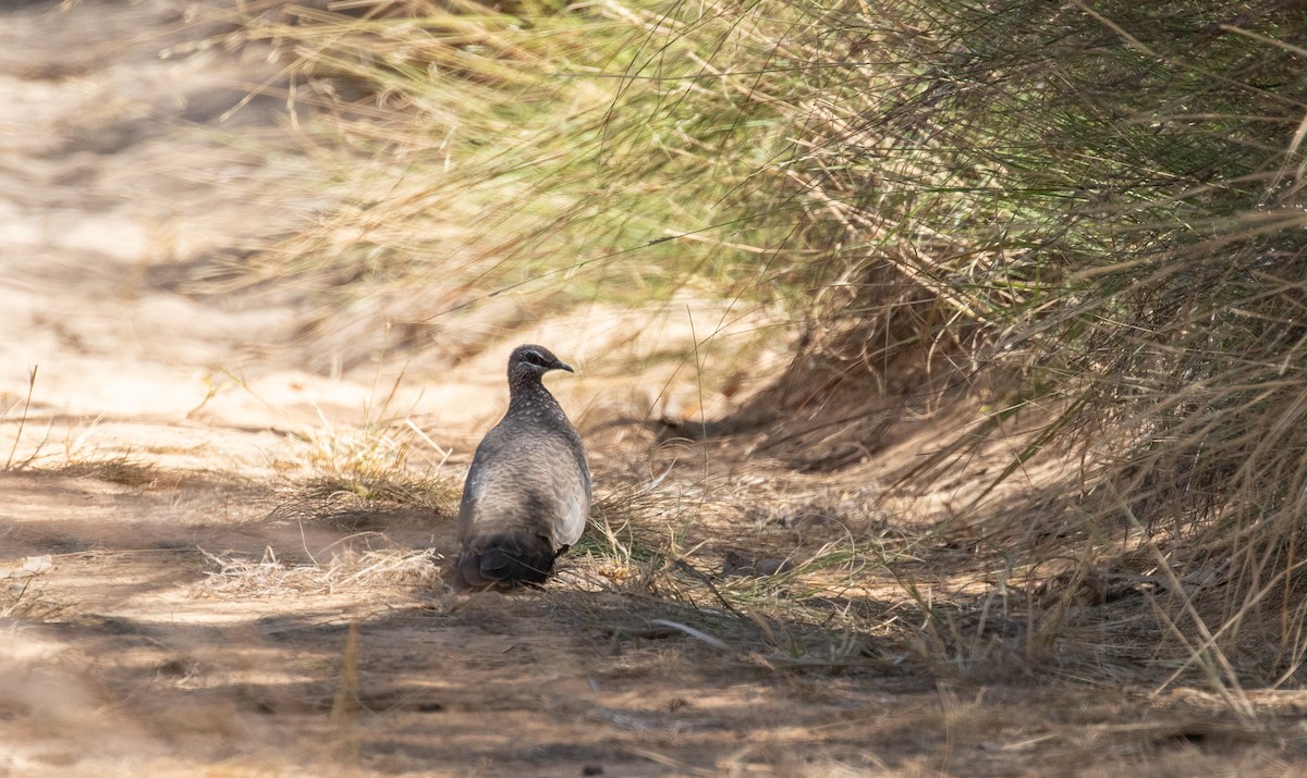 Chestnut-quilled Rock-Pigeon - ML642268772