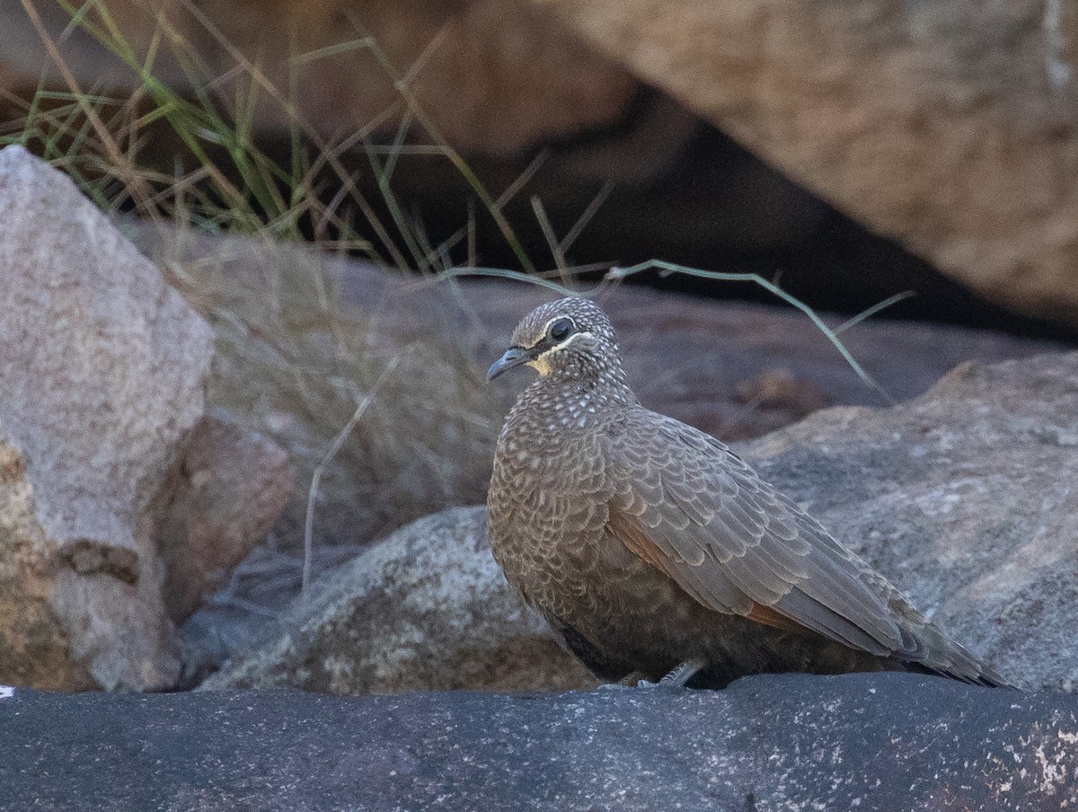 Chestnut-quilled Rock-Pigeon - ML642268775