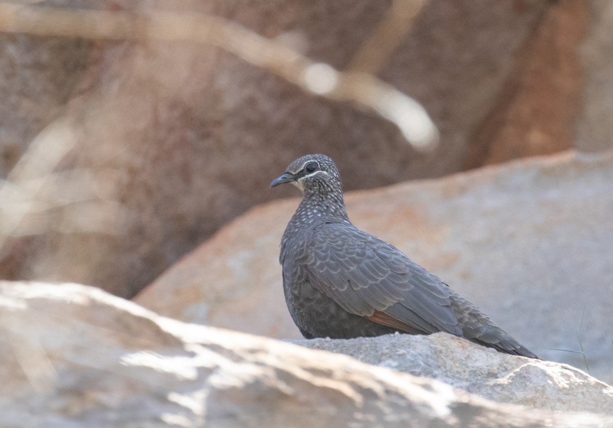 Chestnut-quilled Rock-Pigeon - ML642268776