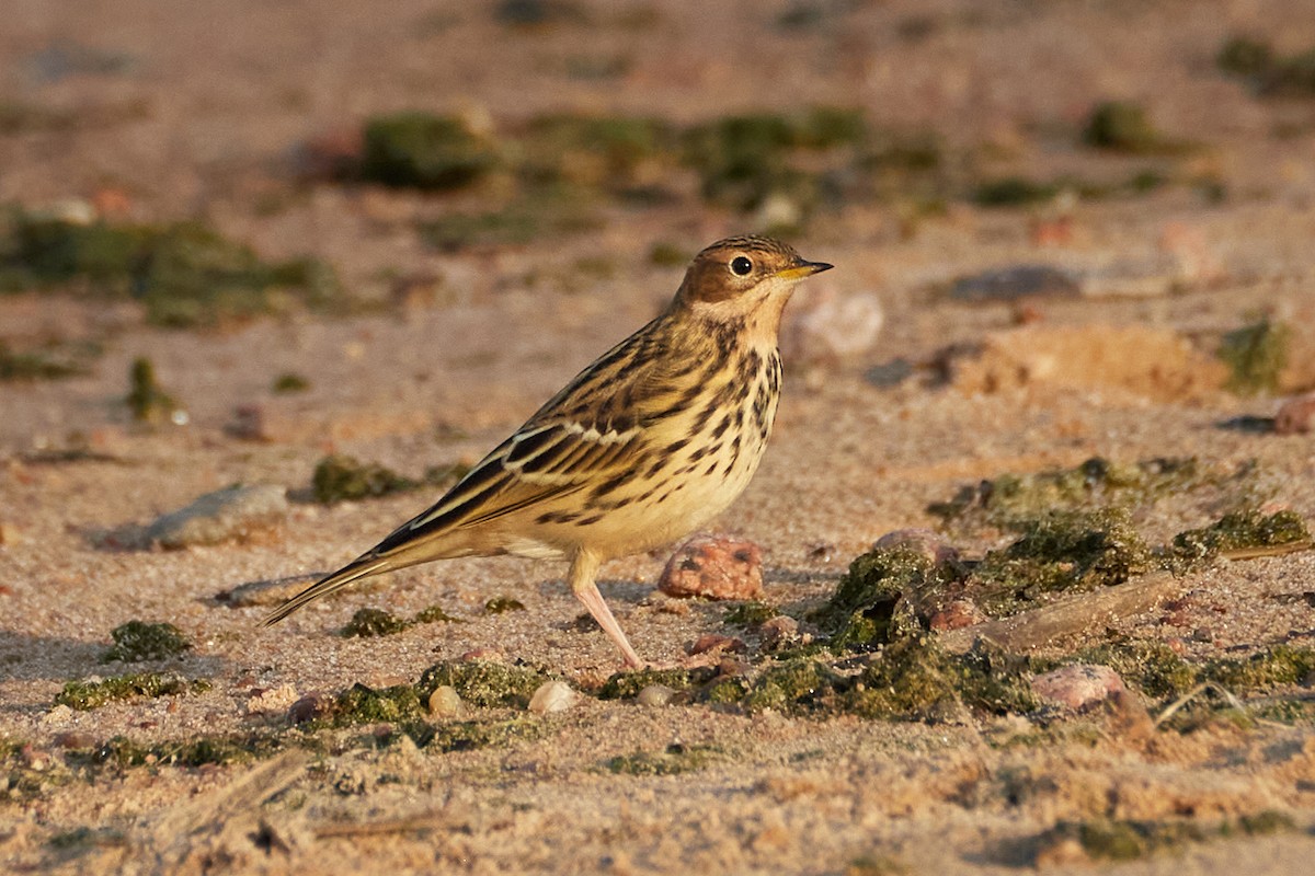 Red-throated Pipit - ML642268818