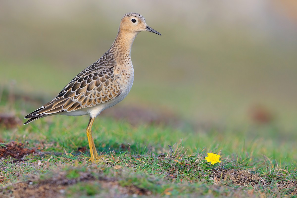 Buff-breasted Sandpiper - ML642268821