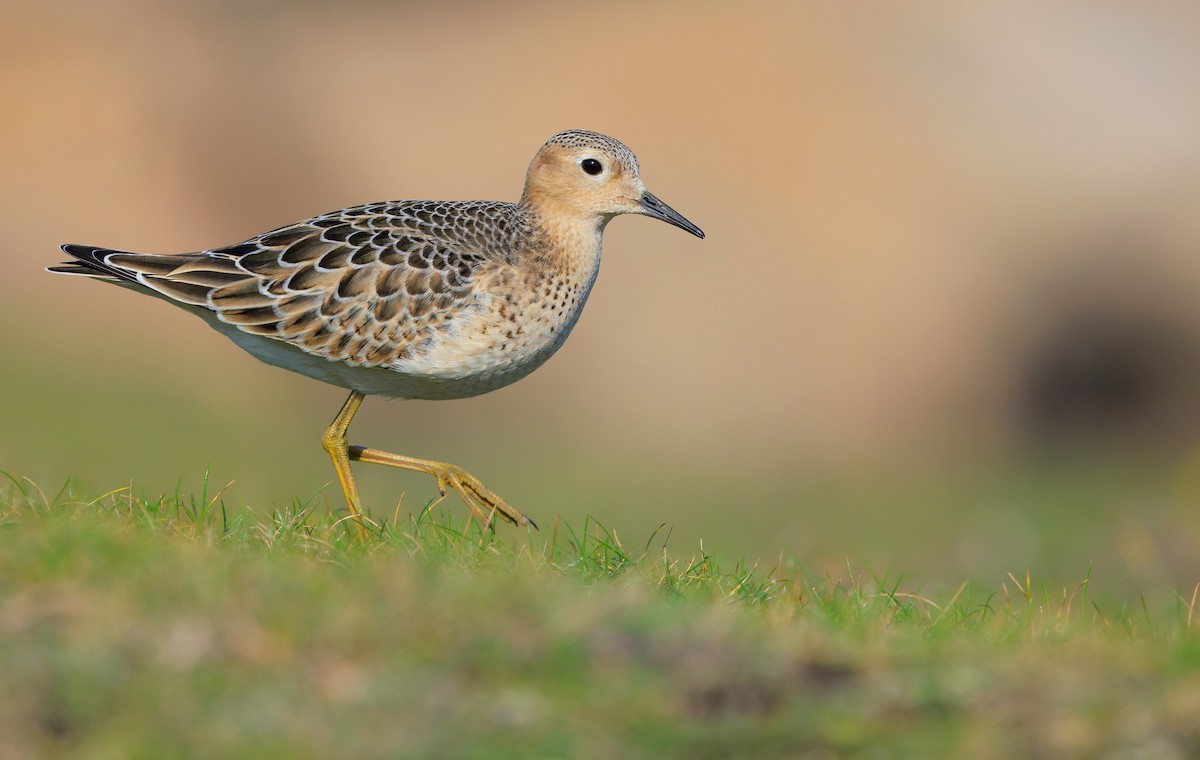 Buff-breasted Sandpiper - ML642268822