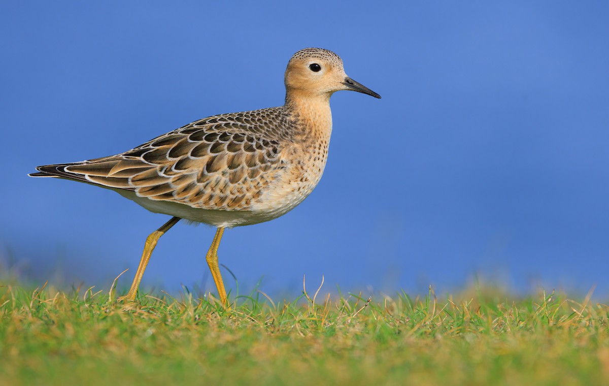 Buff-breasted Sandpiper - ML642268823