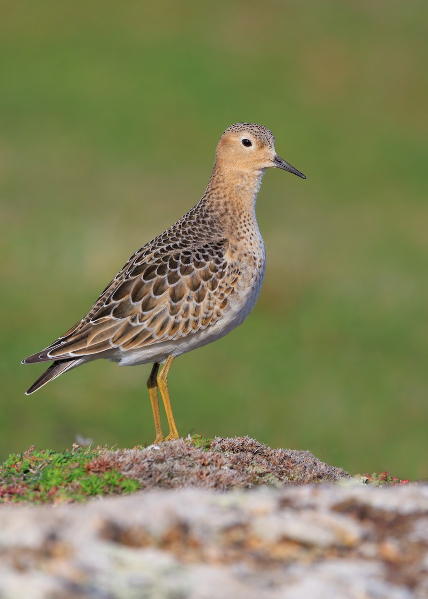 Buff-breasted Sandpiper - ML642268824