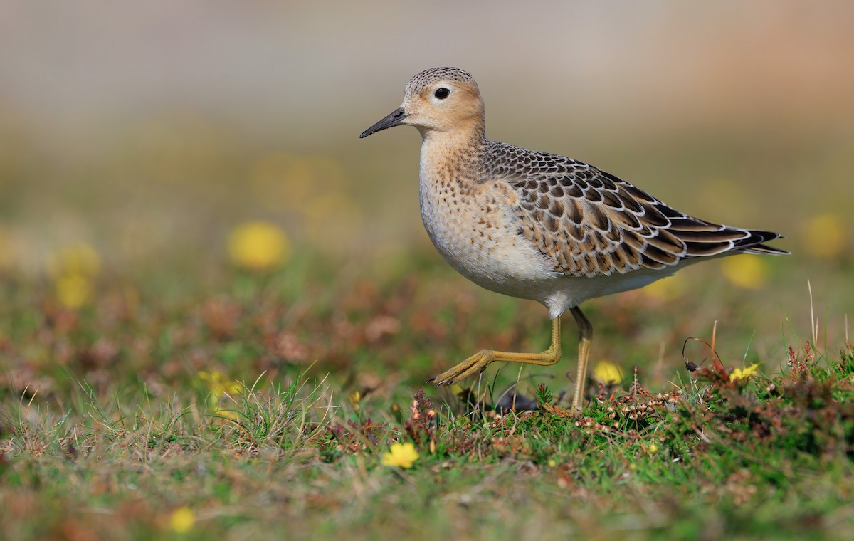 Buff-breasted Sandpiper - ML642268825