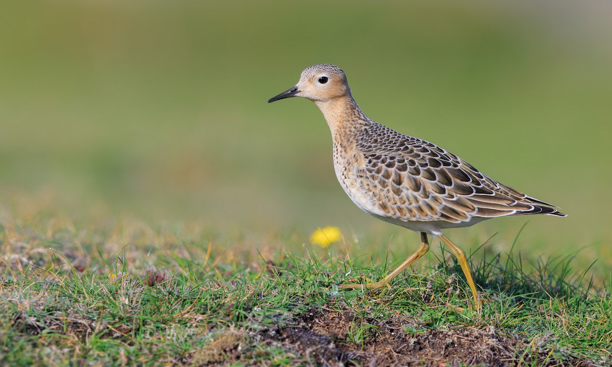 Buff-breasted Sandpiper - ML642268826