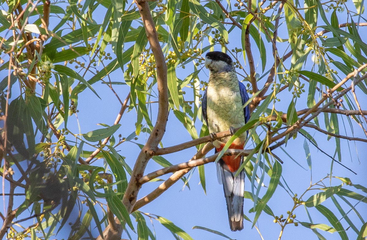 Northern Rosella - ML642268827