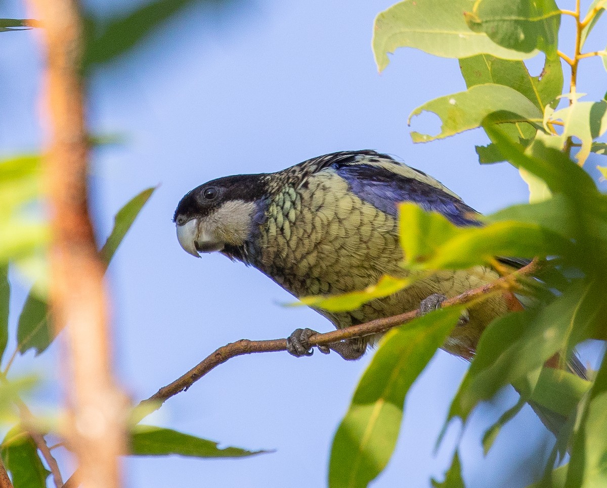 Northern Rosella - ML642268829