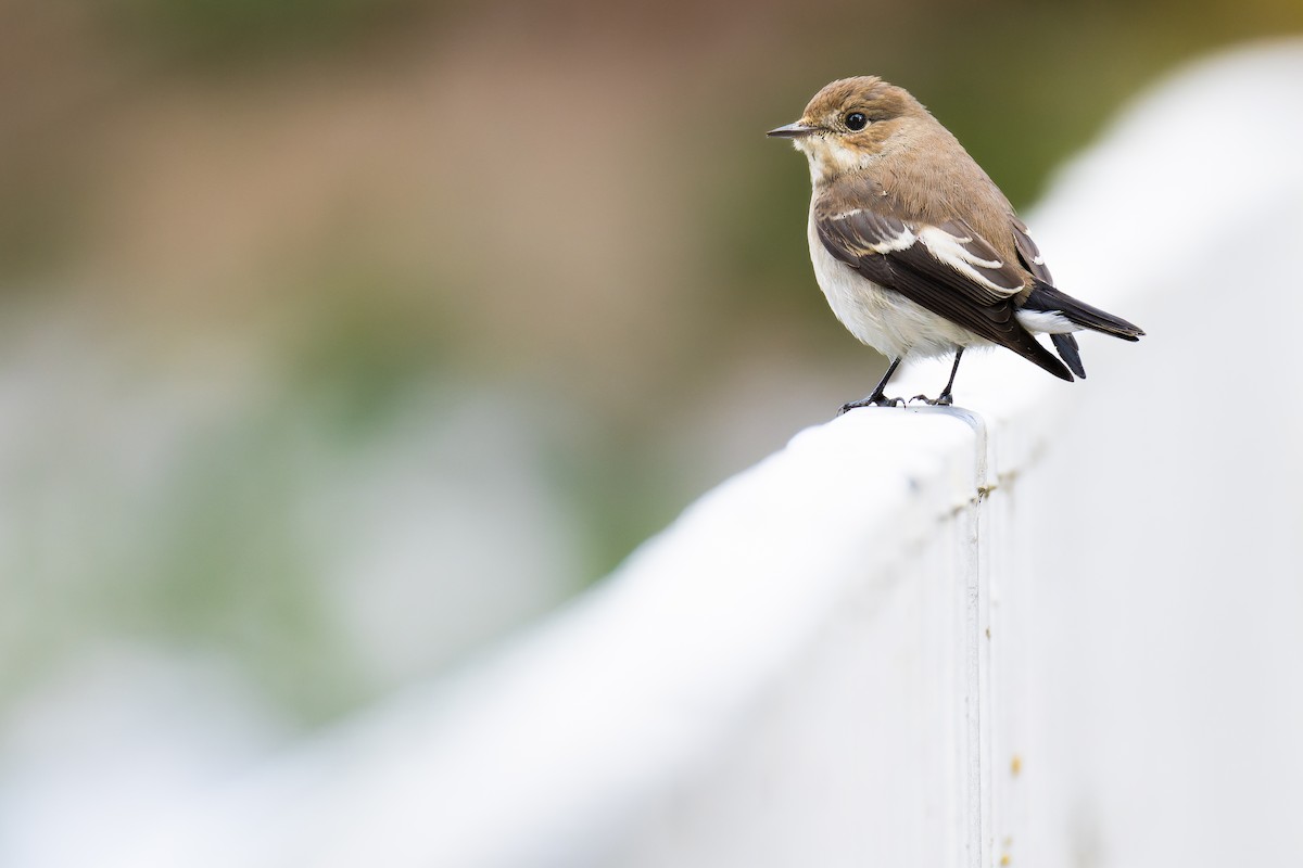 European Pied Flycatcher - ML642268841