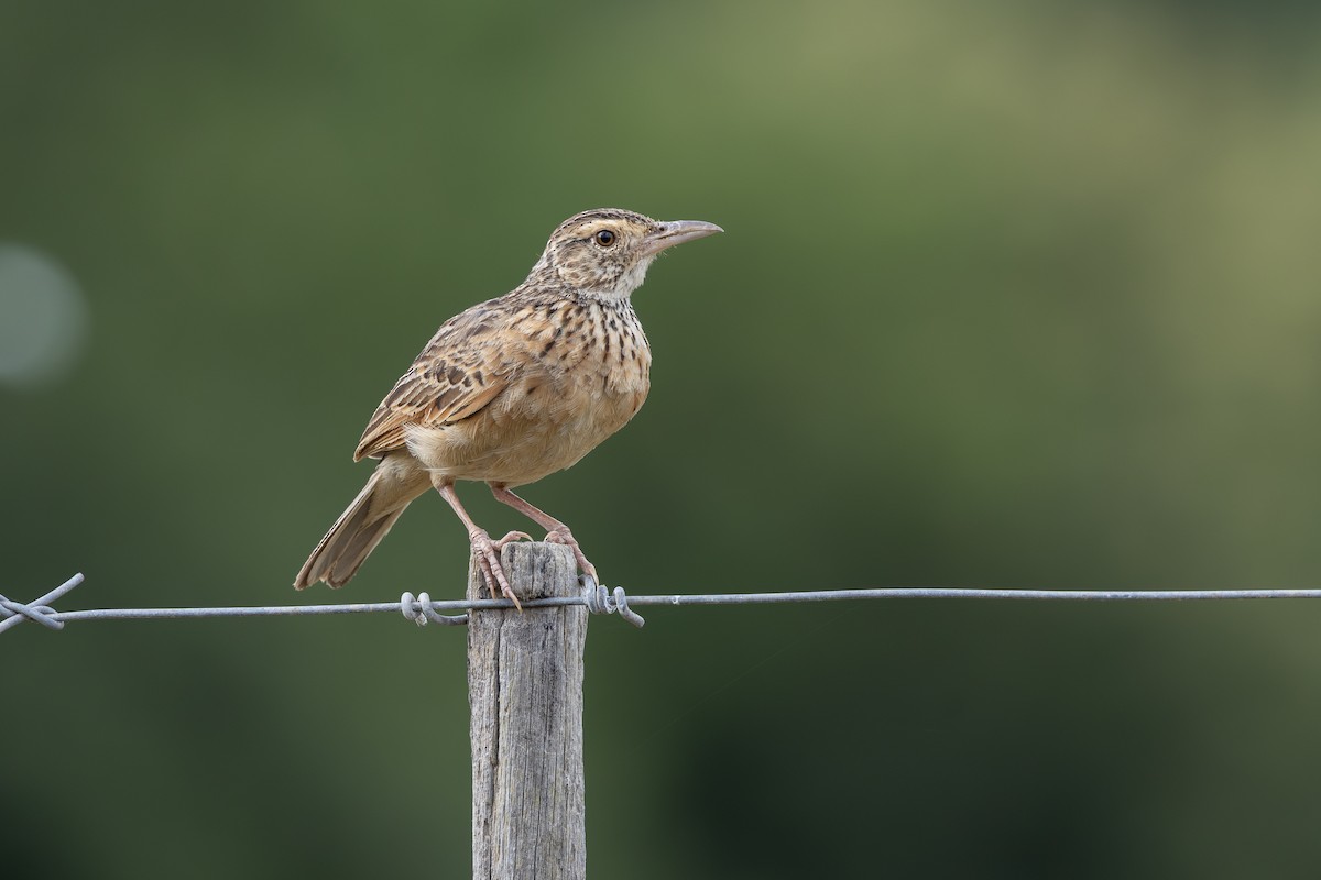 Rufous-naped Lark - ML642268845