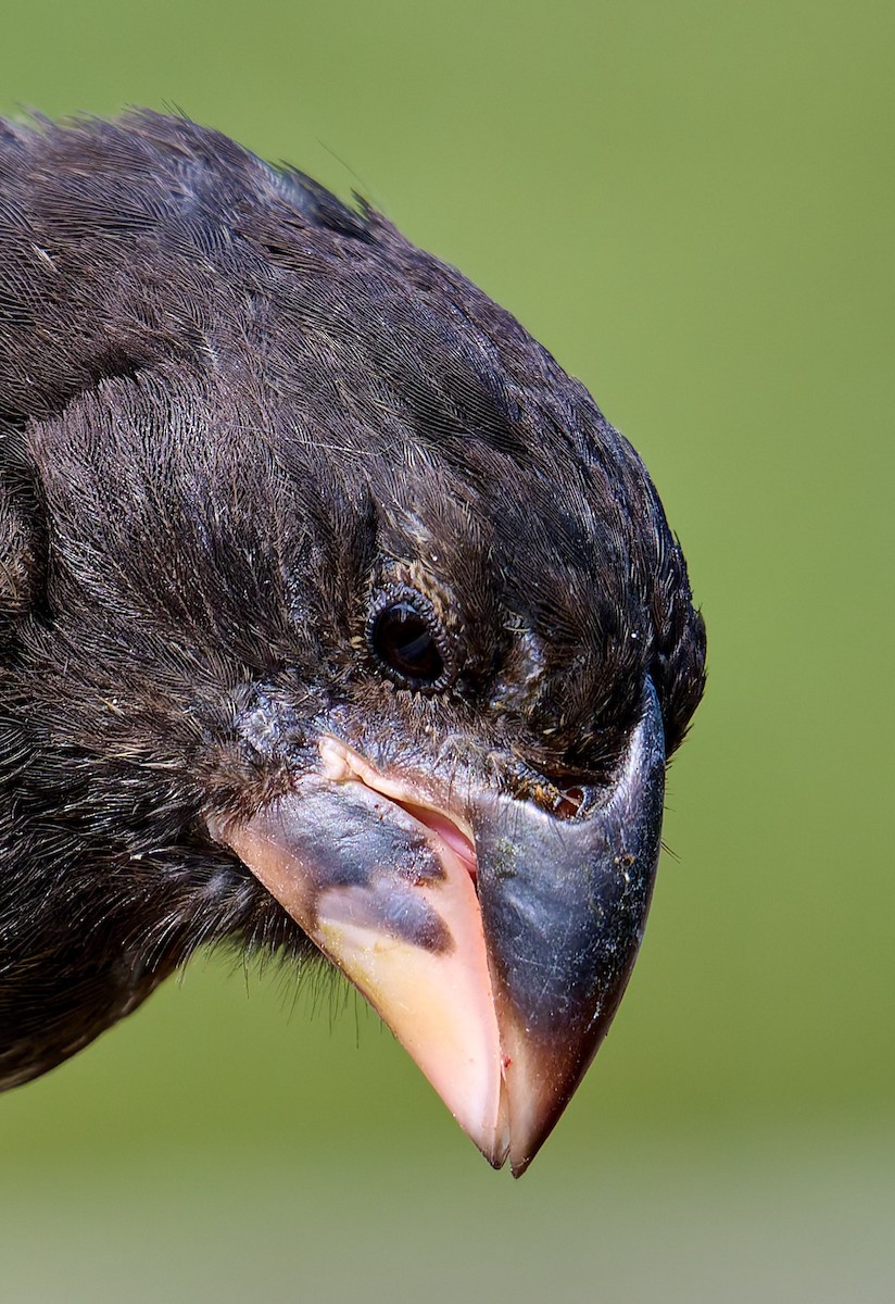 Large Ground-Finch - ML642268853
