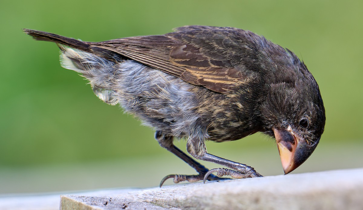 Large Ground-Finch - ML642268854