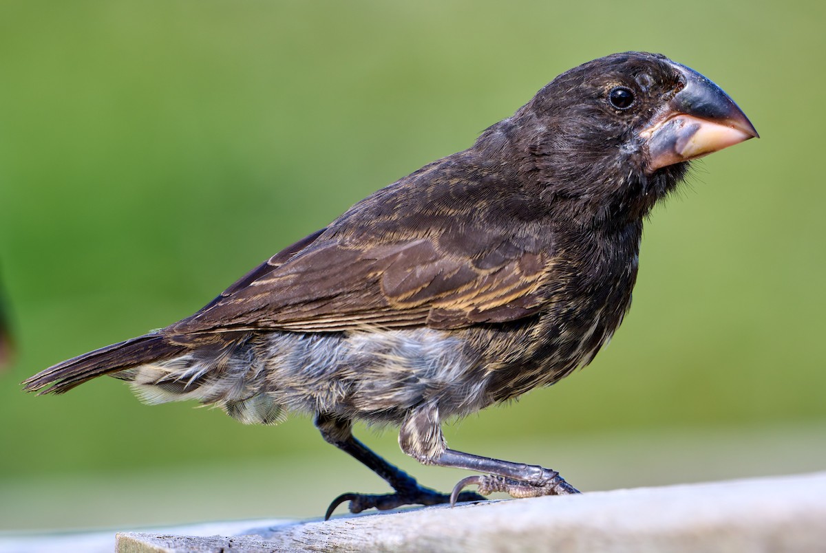 Large Ground-Finch - ML642268855